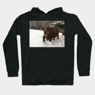 Scottish Highland Cattle Calf 1911 Hoodie